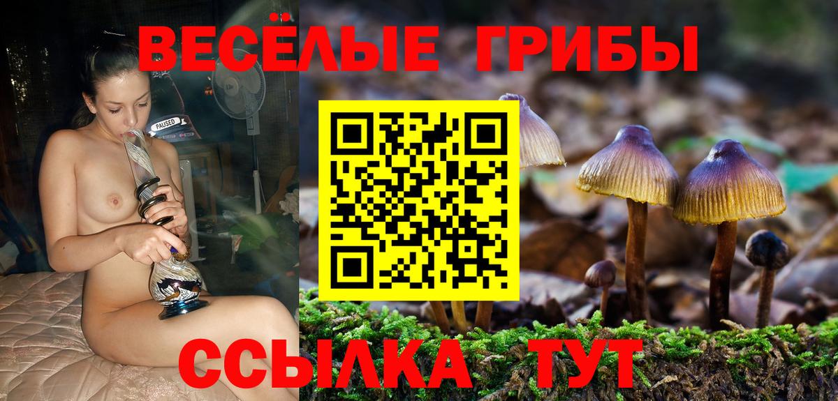 Галлюциногенные грибы Psilocybe Карталы